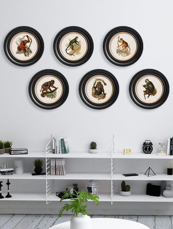 c.1910 Collection of Primates in Round Frames