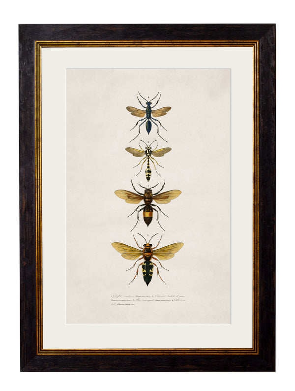 c.1892 Bees and Wasps