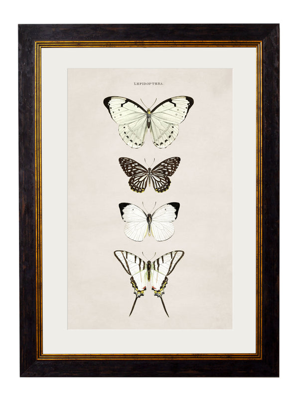 c.1835 Butterflies