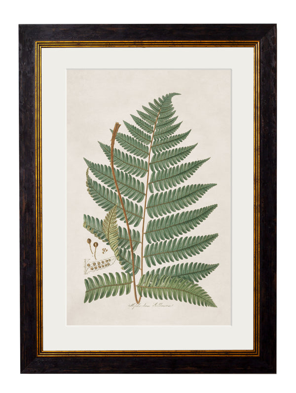 c.1831 Collection of Ferns