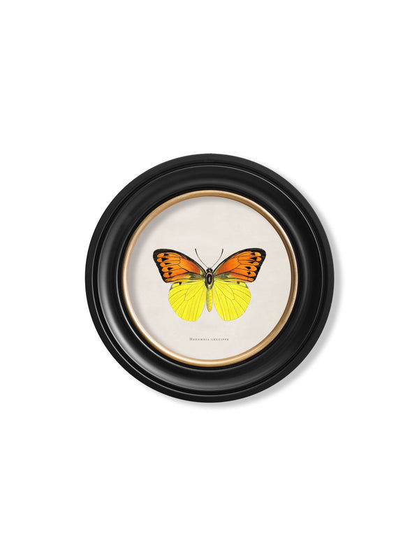 c.1835 Tropical Butterflies - Round Frames